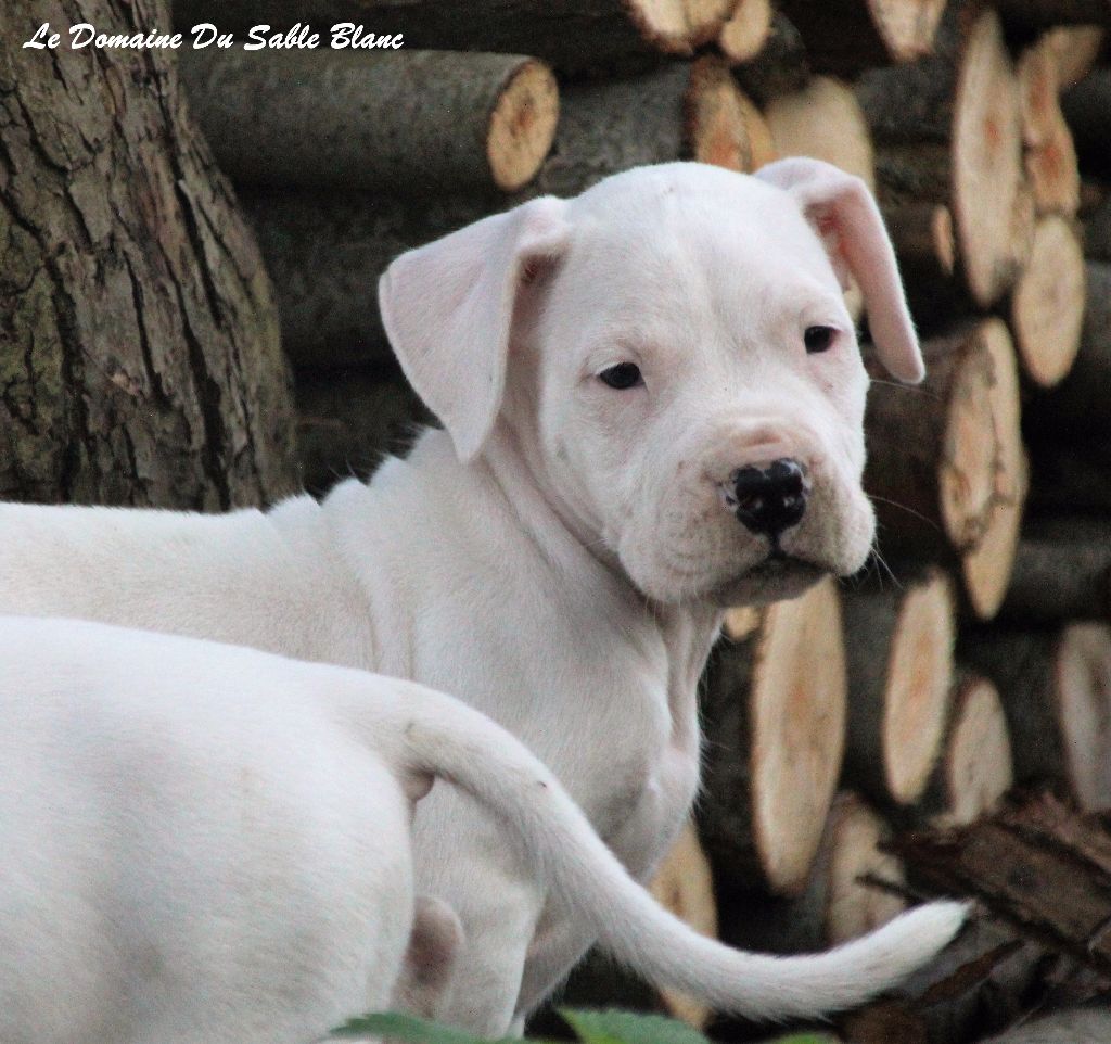 chiot Dogo Argentino du Domaine du Sable Blanc