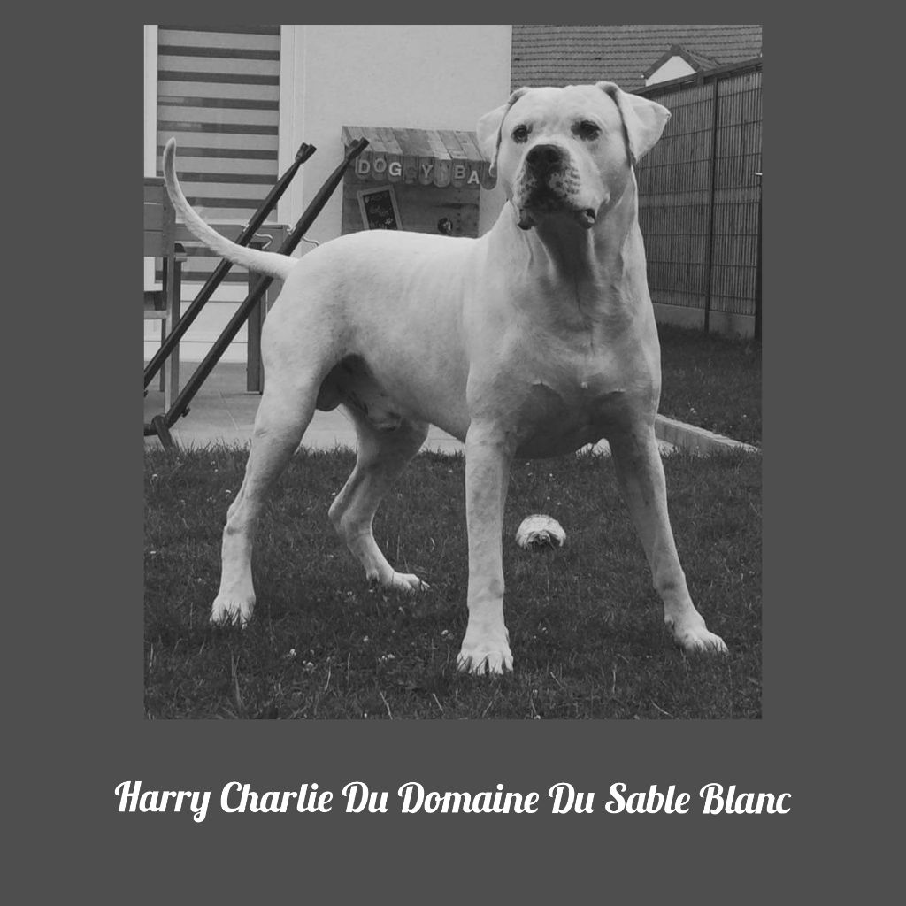 Harry charlie du Domaine du Sable Blanc