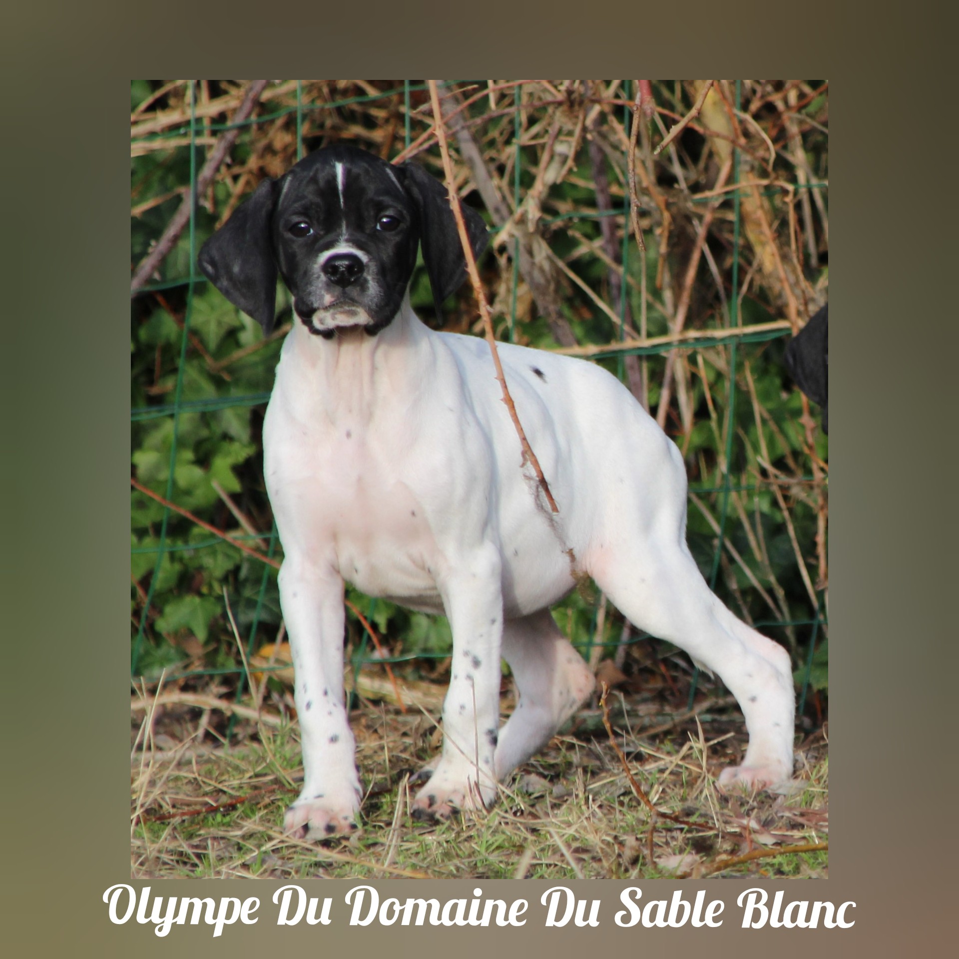 Olympe du Domaine du Sable Blanc