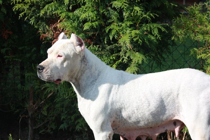 Les Dogo Argentino de l'affixe du Domaine du Sable Blanc