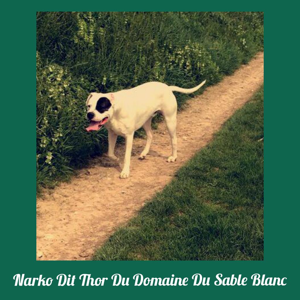 du Domaine du Sable Blanc - Narko Dit Thor Du Domaine Du Sable Blanc