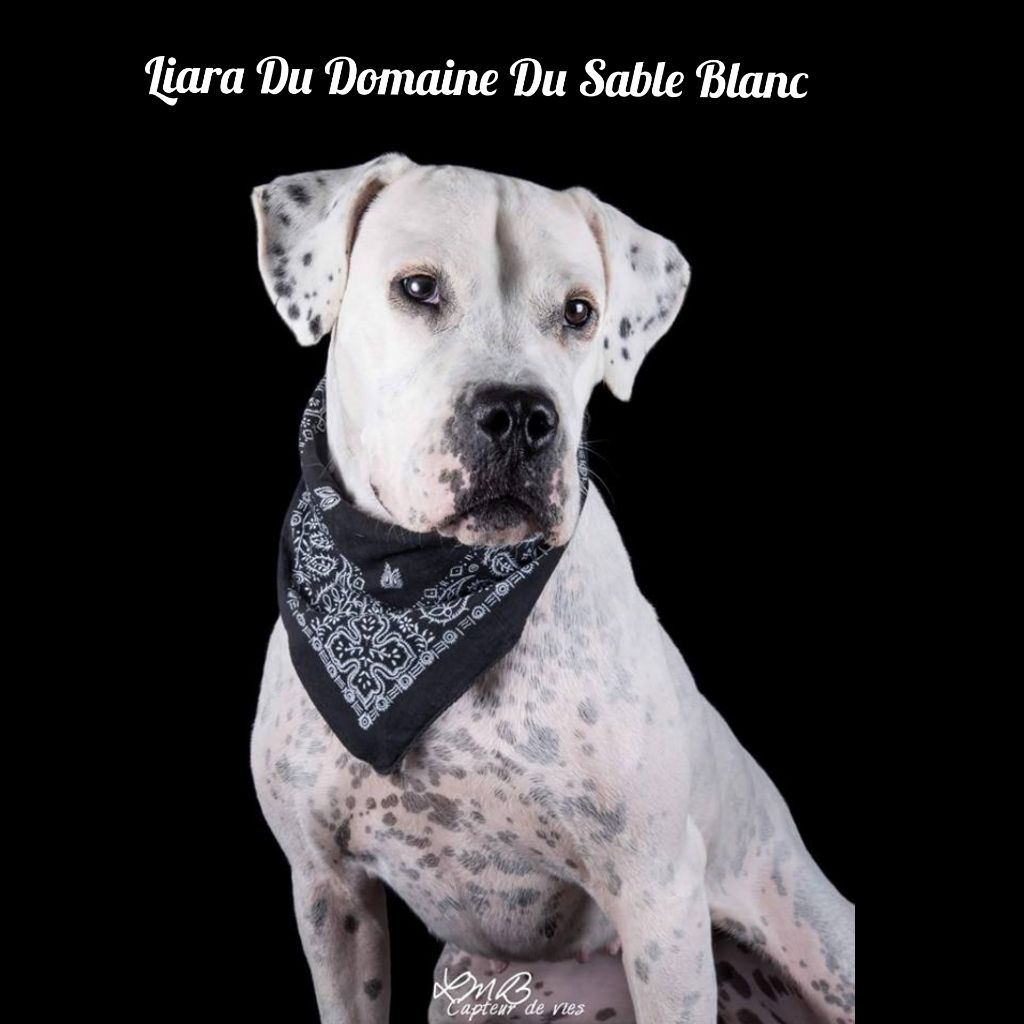 du Domaine du Sable Blanc - Liara Du Domaine Du Sable Blanc