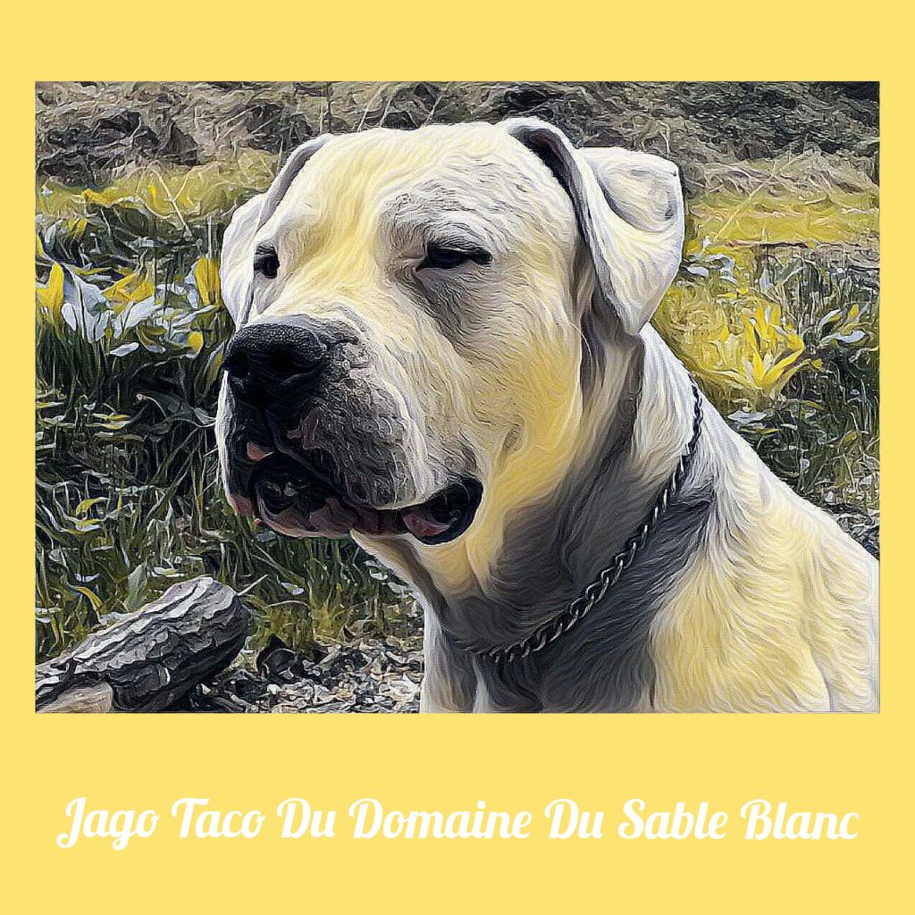 du Domaine du Sable Blanc - Jago Taco Du Domaine Du Sable Blanc