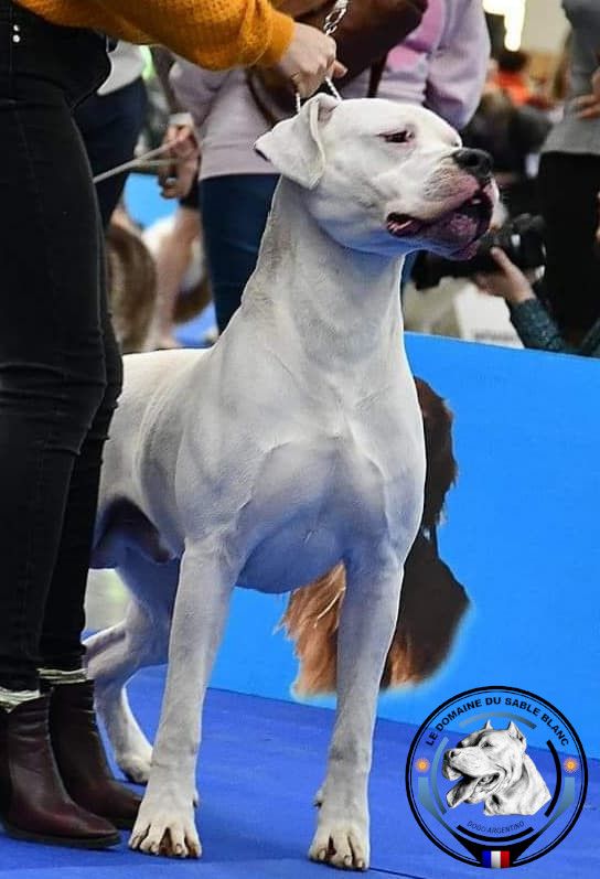 du Domaine du Sable Blanc - PARIS DOG SHOW DIMANCHE 12/01/2020