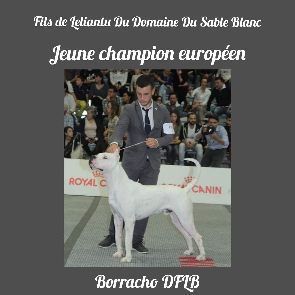du Domaine du Sable Blanc - Jeune Champion européen, le fils de Leliantu Du Domaine Du Sable Blanc