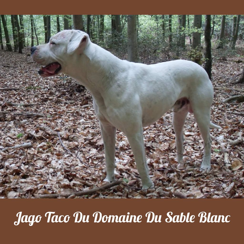 Jago taco du Domaine du Sable Blanc