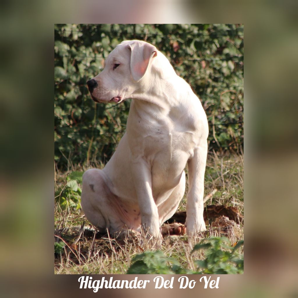 CH. Highlander del do yel