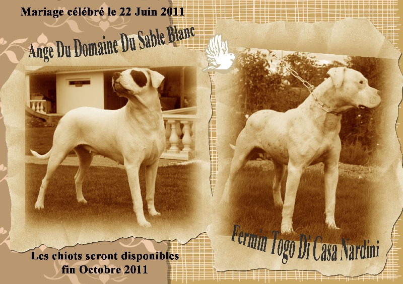 du Domaine du Sable Blanc - Dogo Argentino - Portée née le 27/08/2011