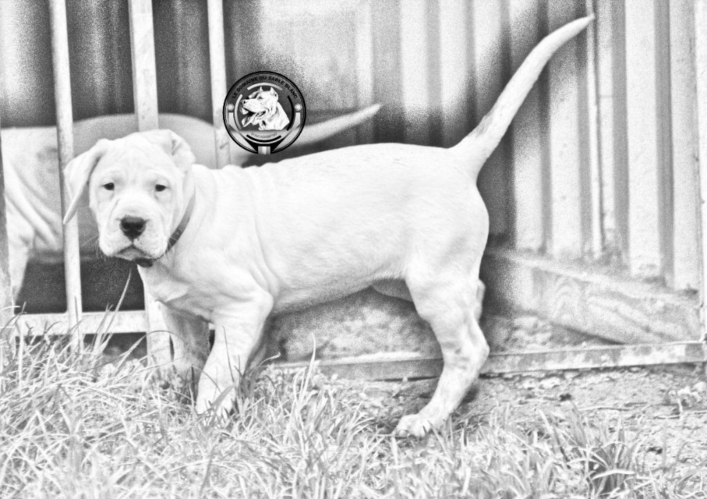 du Domaine du Sable Blanc - Chiot disponible  - Dogo Argentino