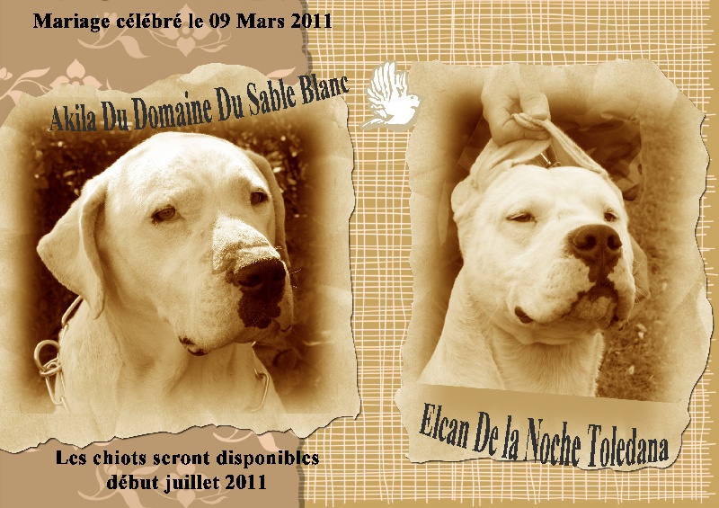 du Domaine du Sable Blanc - Dogo Argentino - Portée née le 11/05/2011