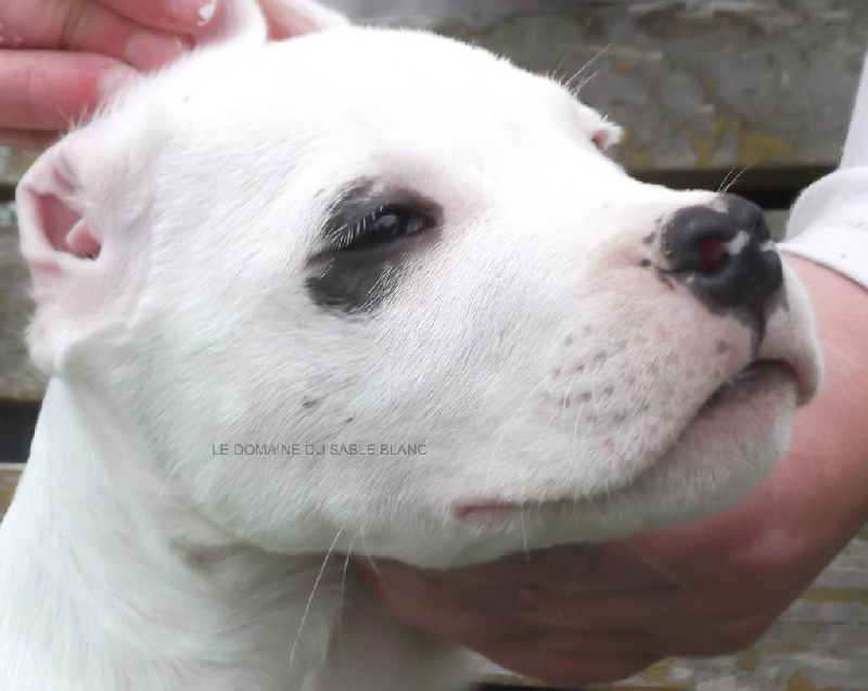 du Domaine du Sable Blanc - Dogo Argentino - Portée née le 02/08/2014