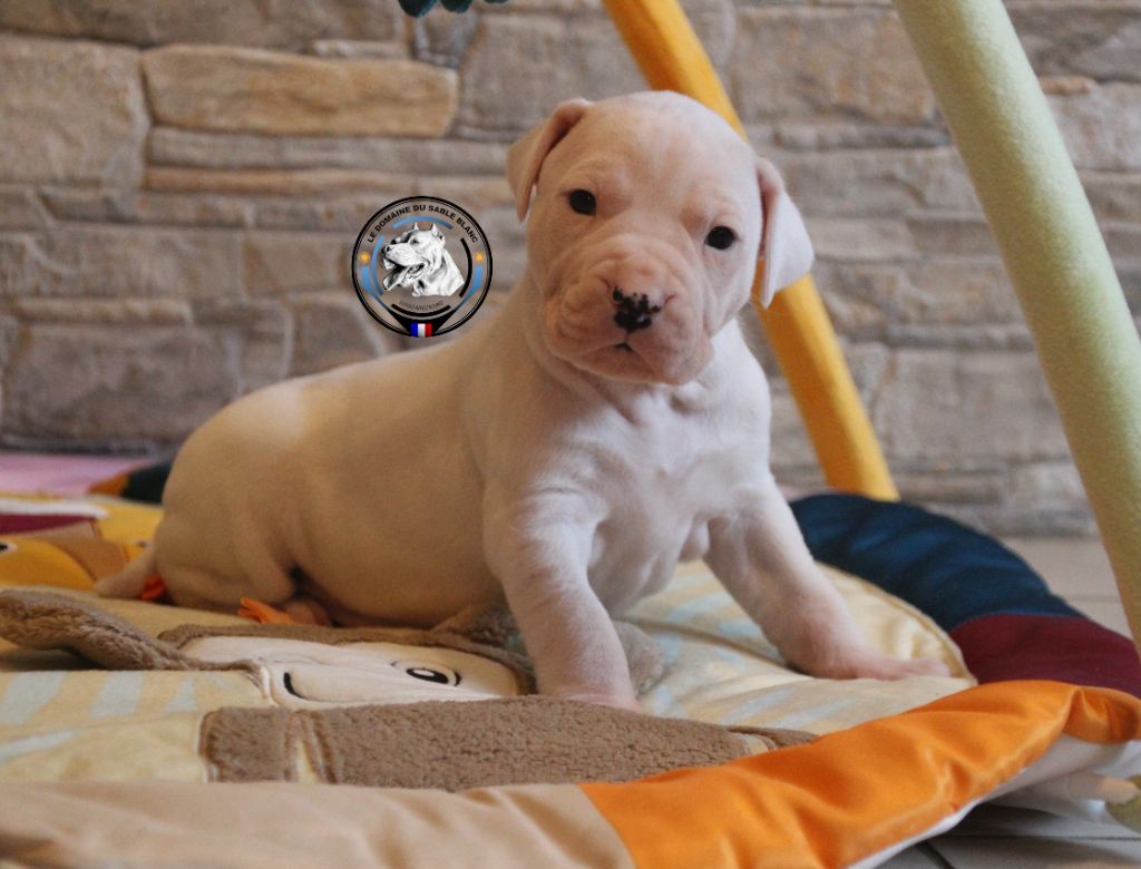 du Domaine du Sable Blanc - Chiot disponible  - Dogo Argentino