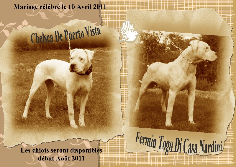 du Domaine du Sable Blanc - Dogo Argentino - Portée née le 15/06/2011