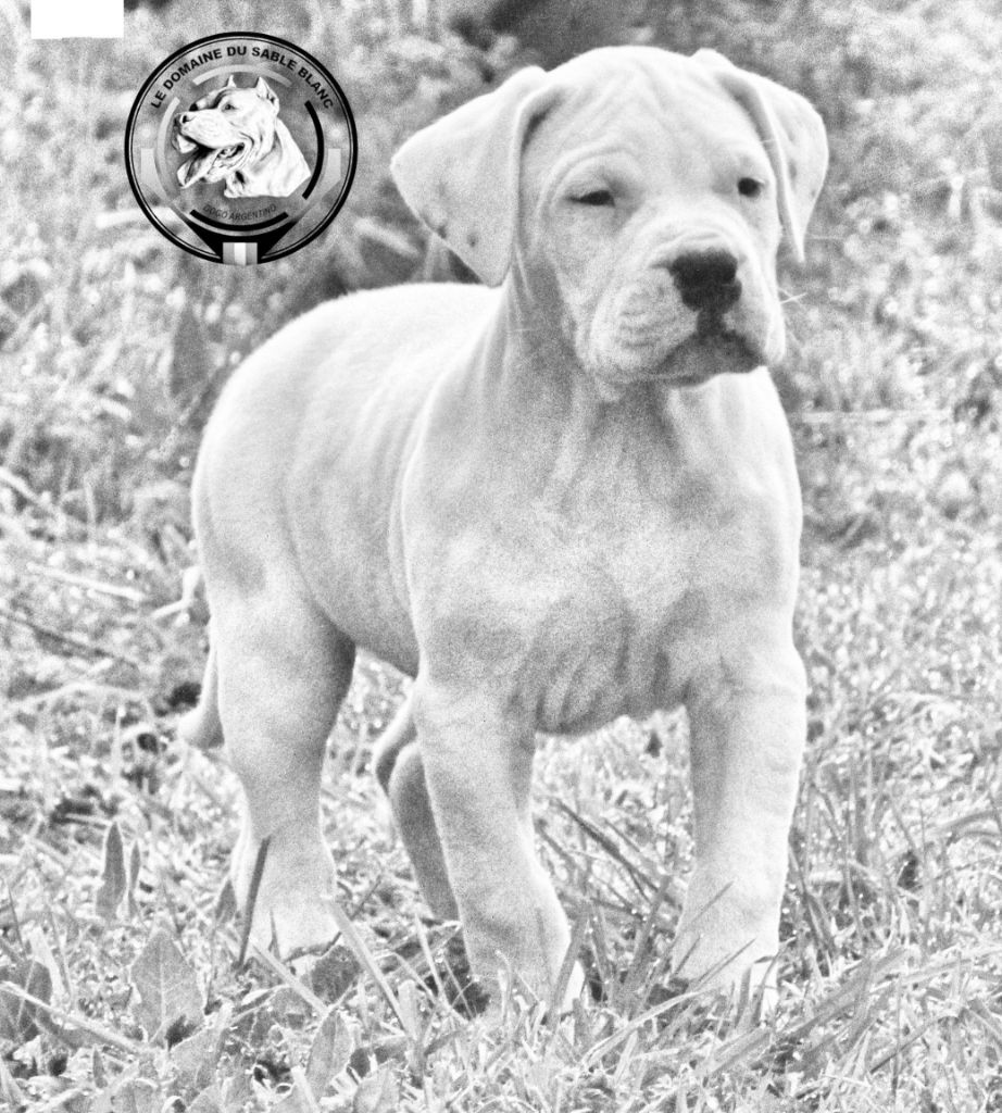 du Domaine du Sable Blanc - Dogo Argentino - Portée née le 11/03/2020