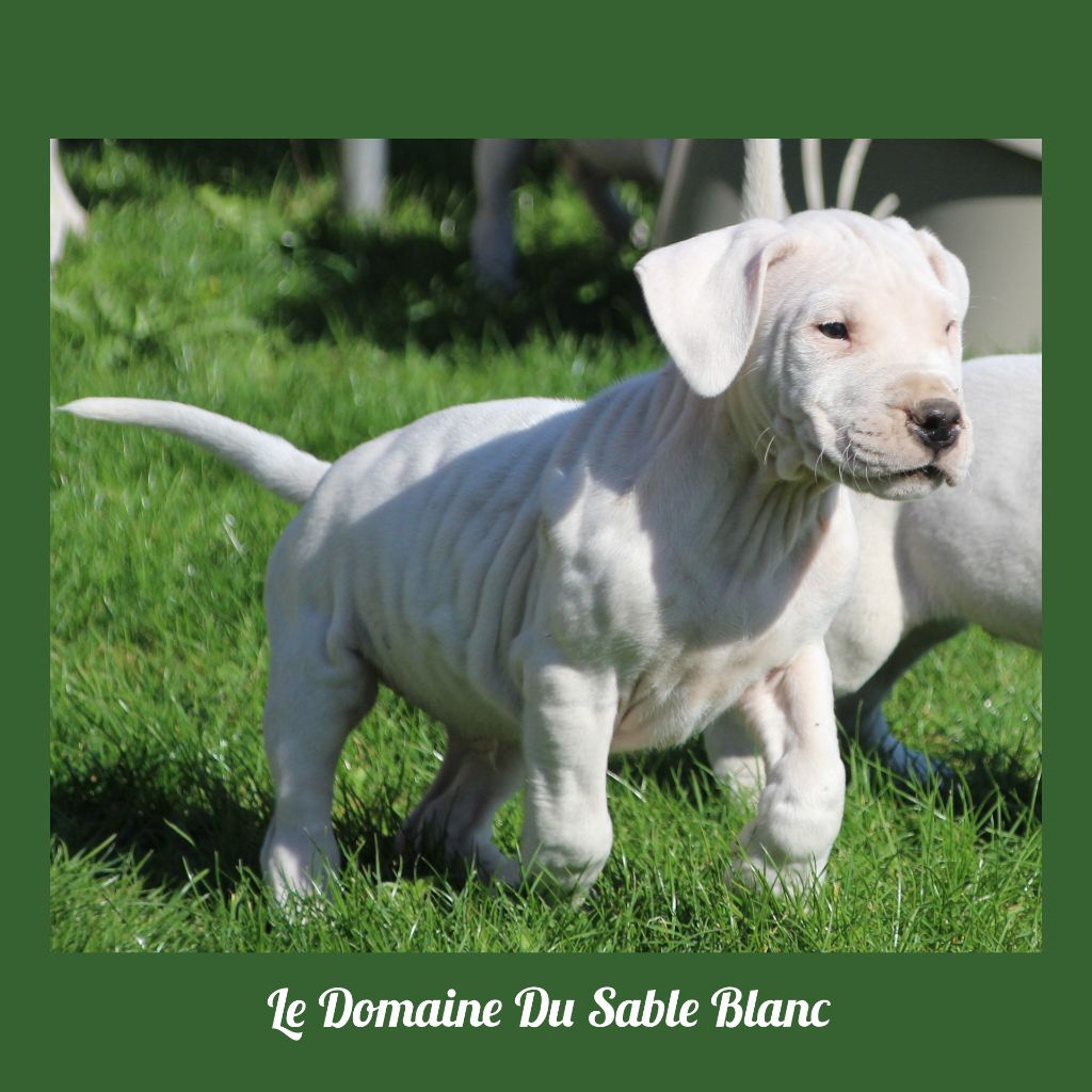 du Domaine du Sable Blanc - Dogo Argentino - Portée née le 11/08/2018