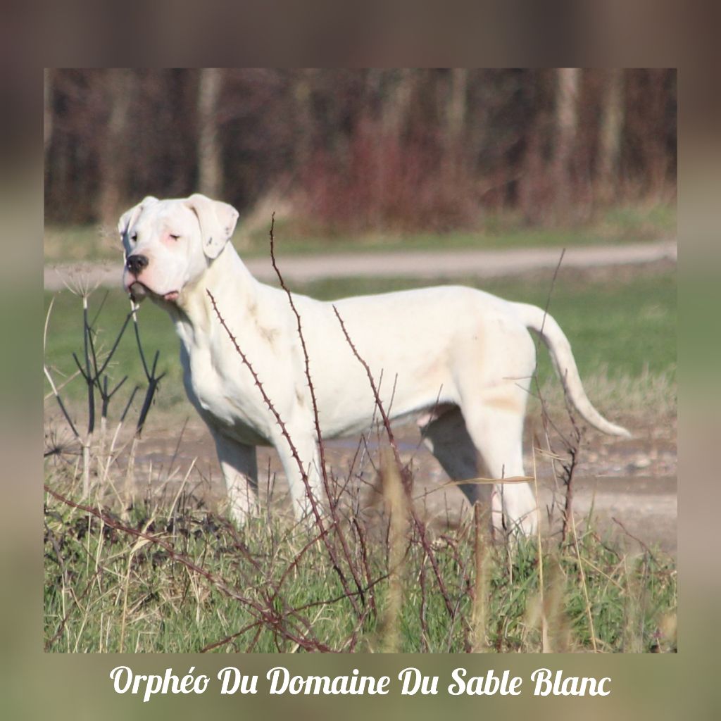 du Domaine du Sable Blanc - Dogo Argentino - Portée née le 01/08/2018