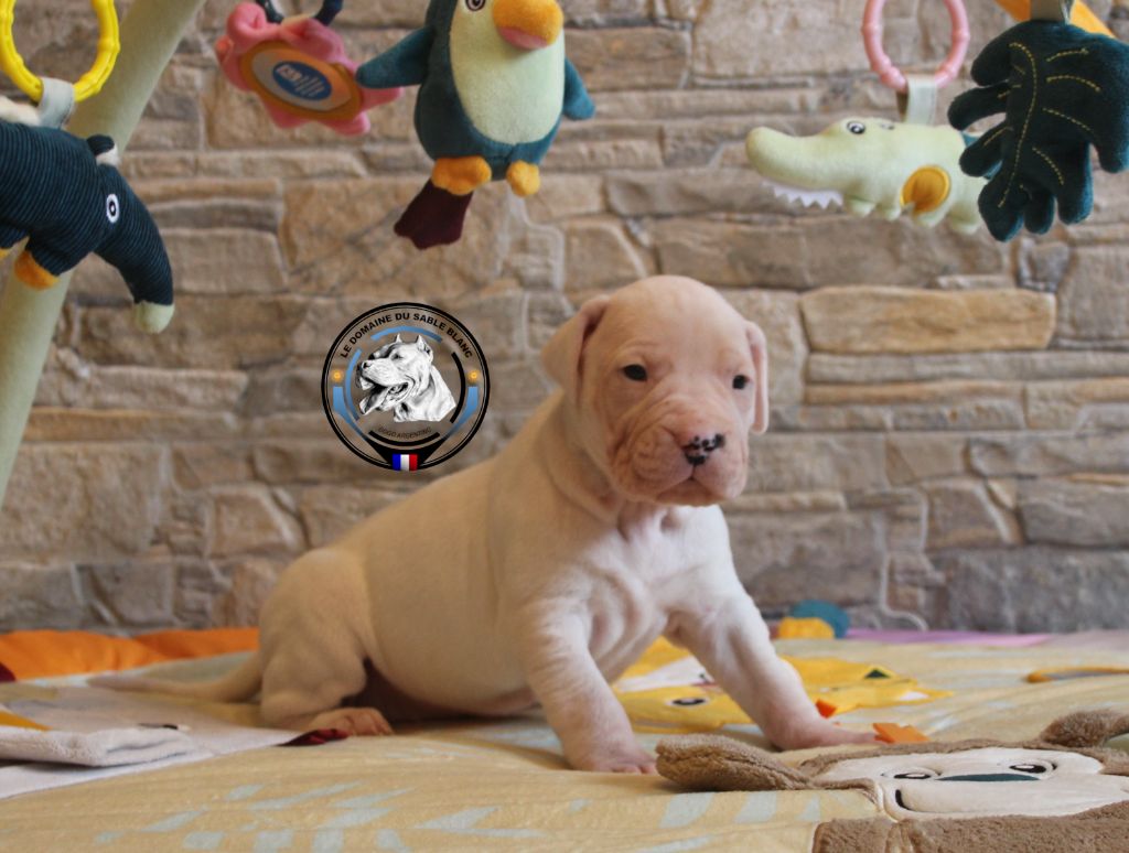 du Domaine du Sable Blanc - Chiot disponible  - Dogo Argentino