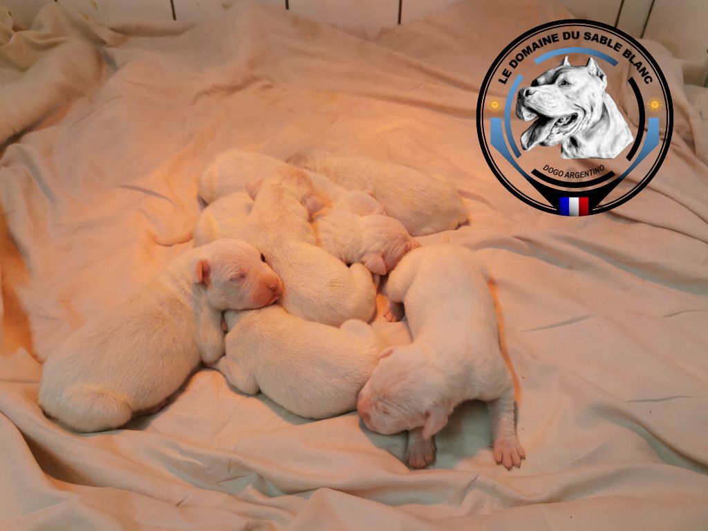 chiot Dogo Argentino du Domaine du Sable Blanc