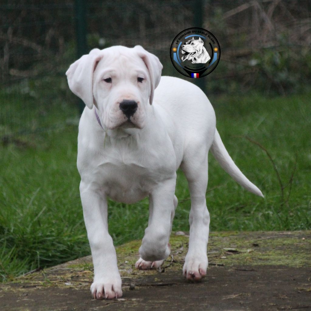 du Domaine du Sable Blanc - Chiot disponible  - Dogo Argentino