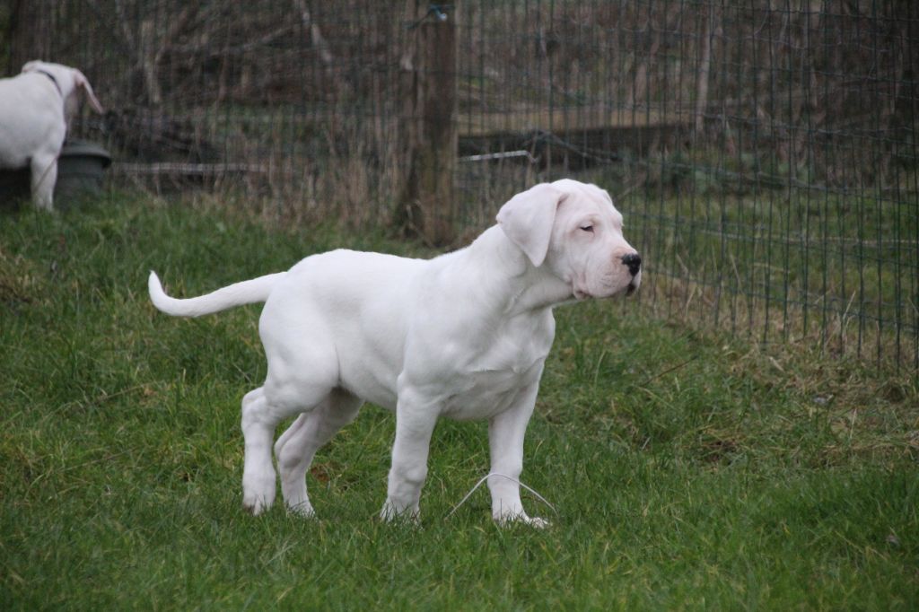 du Domaine du Sable Blanc - Chiot disponible  - Dogo Argentino