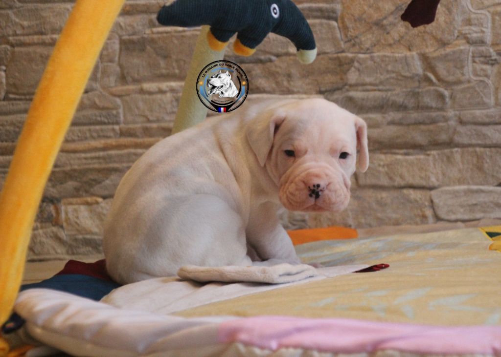 du Domaine du Sable Blanc - Chiot disponible  - Dogo Argentino