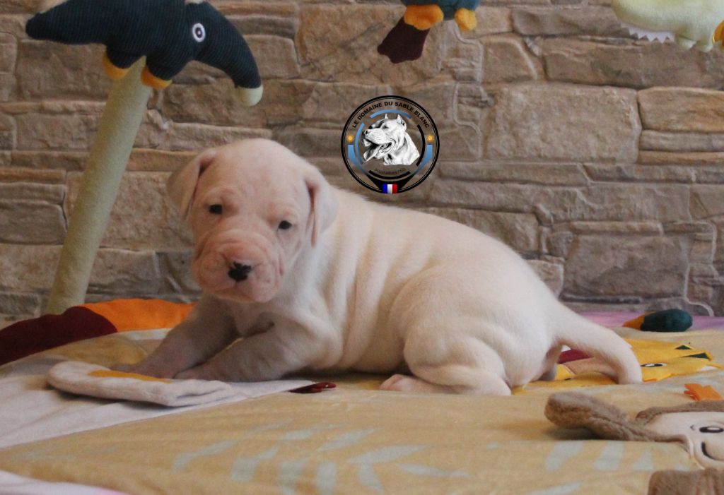 du Domaine du Sable Blanc - Chiot disponible  - Dogo Argentino