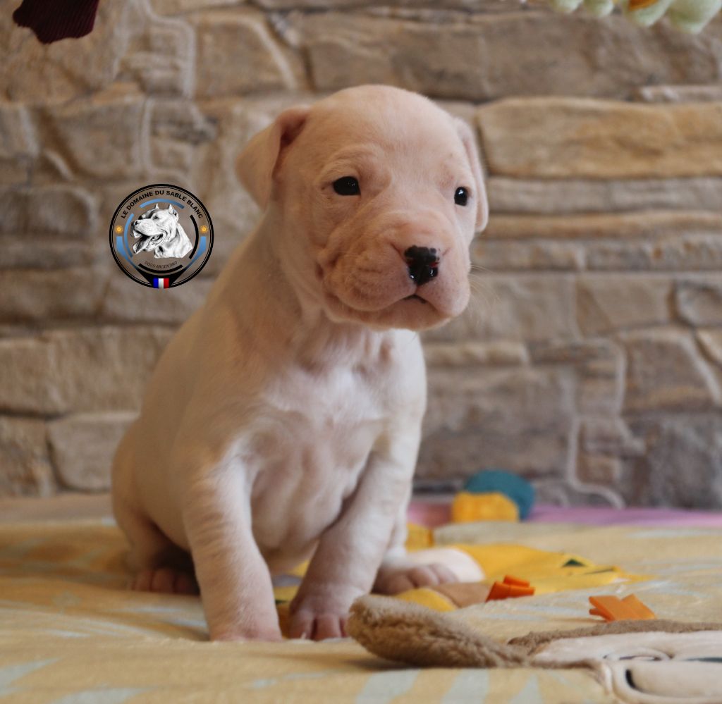 du Domaine du Sable Blanc - Chiot disponible  - Dogo Argentino