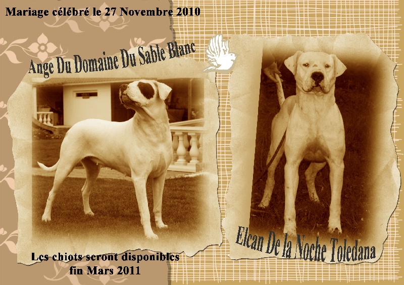 du Domaine du Sable Blanc - Dogo Argentino - Portée née le 26/01/2011