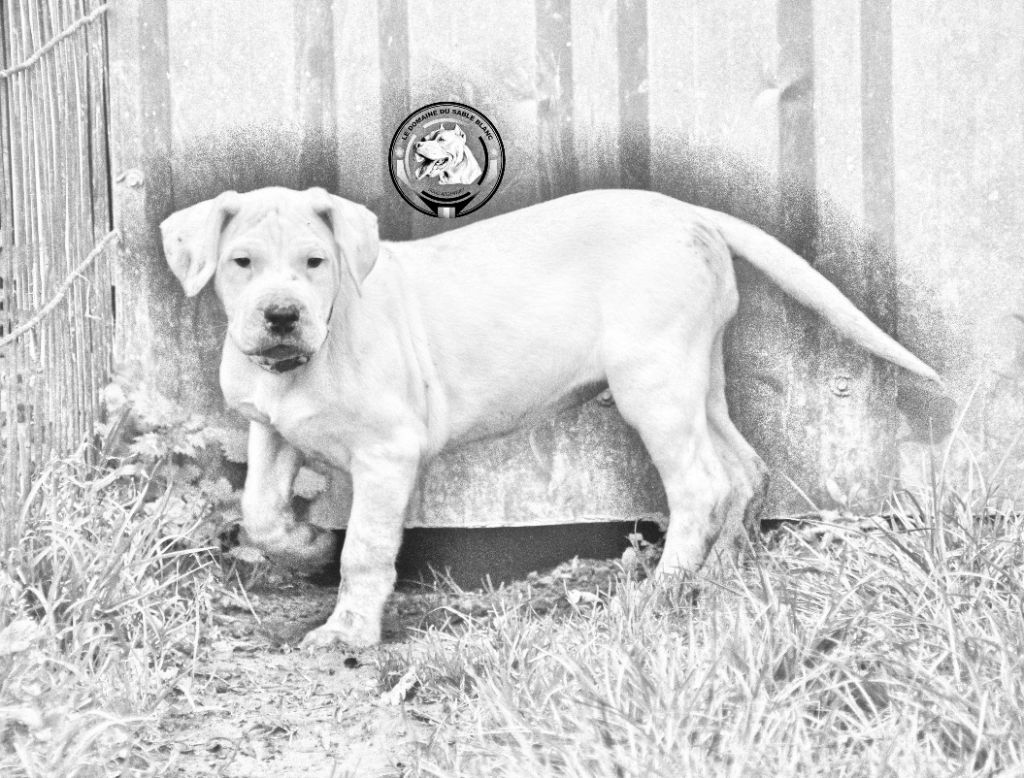 du Domaine du Sable Blanc - Chiot disponible  - Dogo Argentino