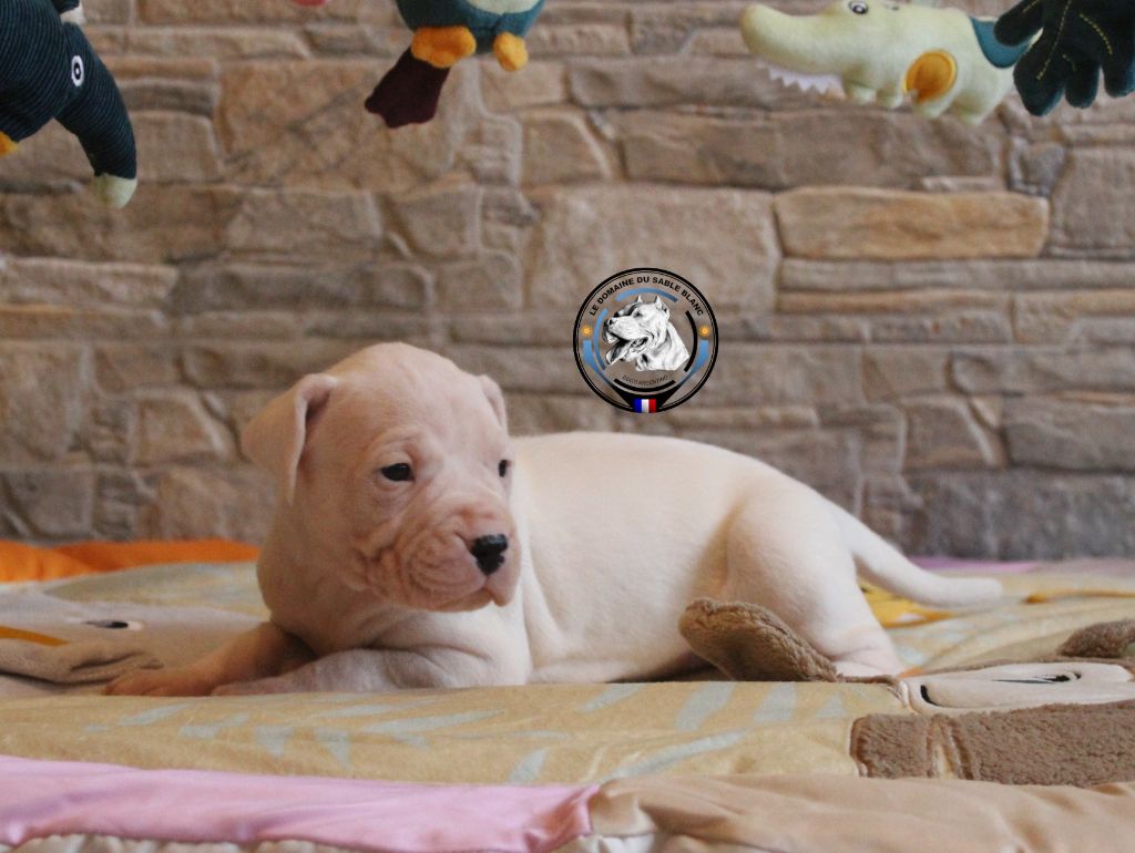 du Domaine du Sable Blanc - Chiot disponible  - Dogo Argentino