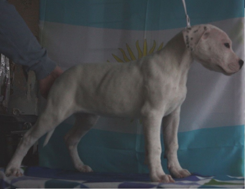 du Domaine du Sable Blanc - Dogo Argentino - Portée née le 11/11/2015
