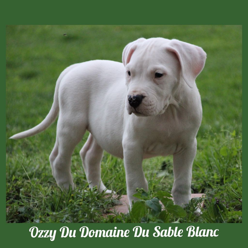 du Domaine du Sable Blanc - Dogo Argentino - Portée née le 15/08/2018