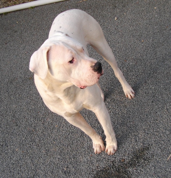 Goldo du Domaine du Sable Blanc