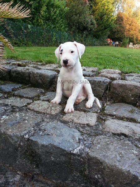 Jäger du Domaine du Sable Blanc