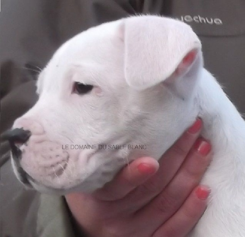 Jairo du Domaine du Sable Blanc