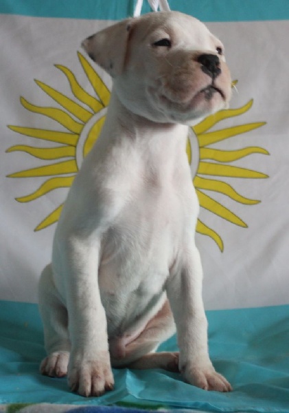 Loki chimba du Domaine du Sable Blanc