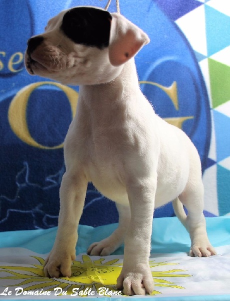 Mya du Domaine du Sable Blanc