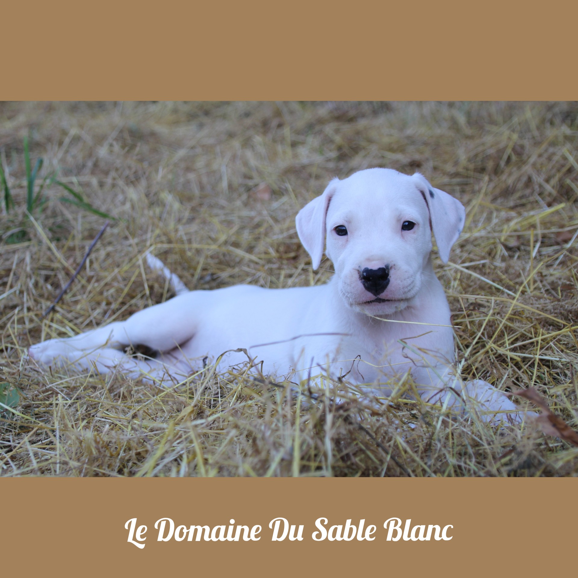 Olly du Domaine du Sable Blanc