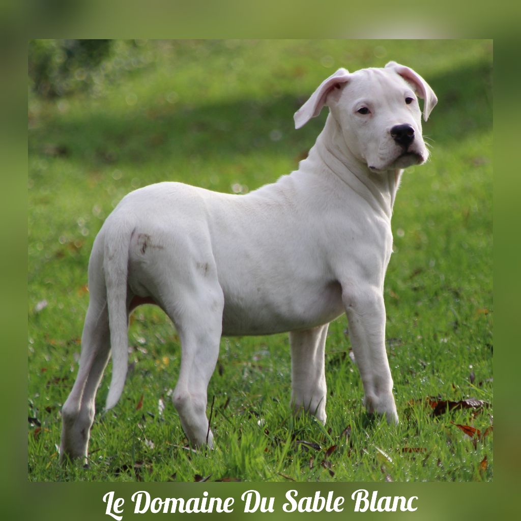 Orfeo du Domaine du Sable Blanc