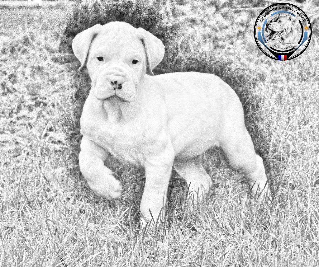 Pepita du Domaine du Sable Blanc