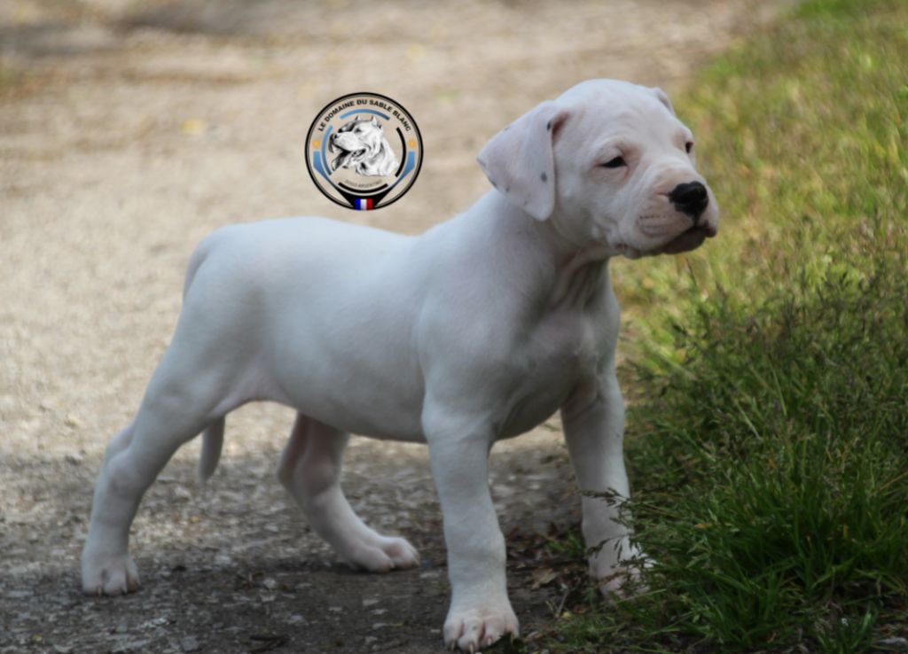 Chiot Dogo Argentino du Domaine du Sable Blanc