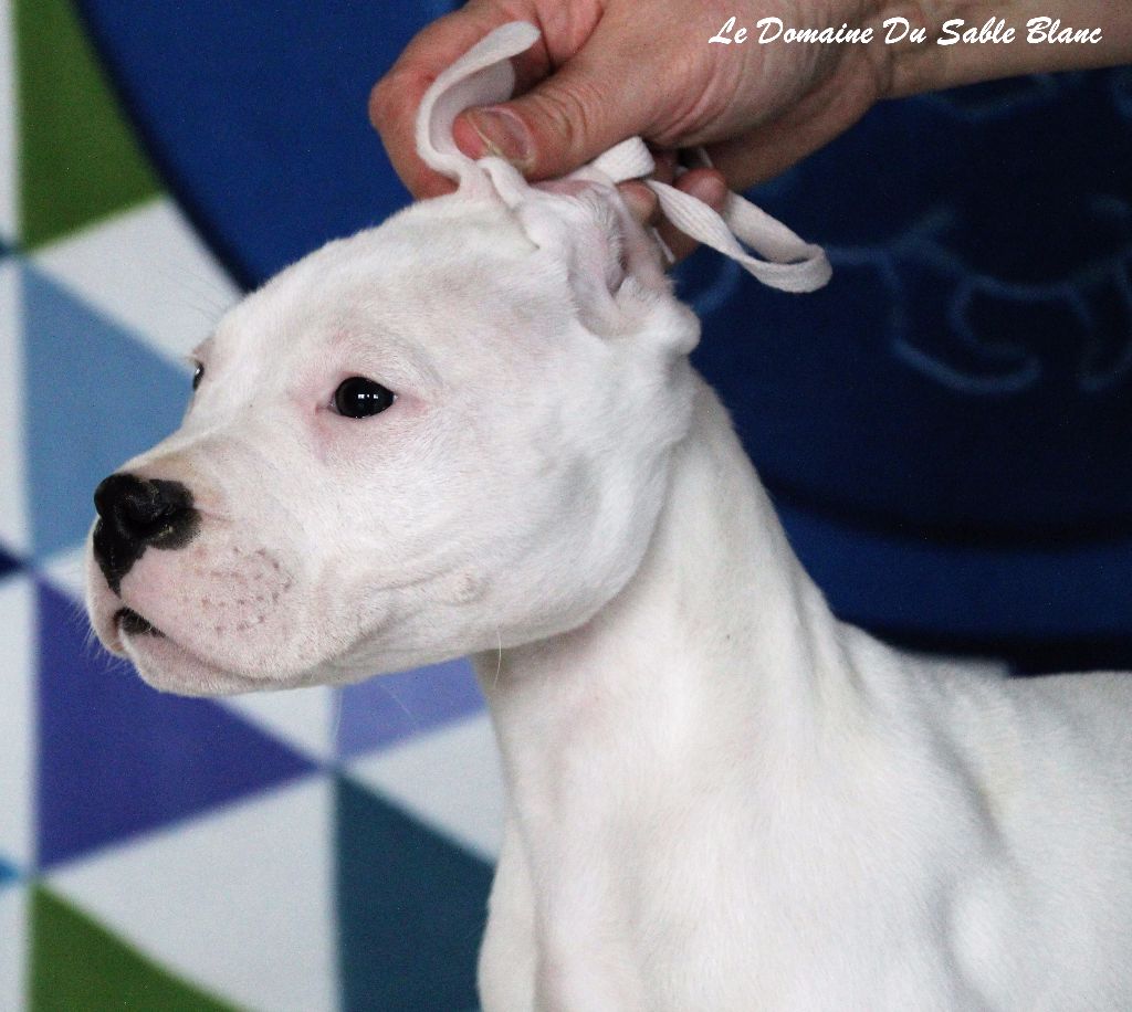 du Domaine du Sable Blanc - Dogo Argentino - Portée née le 09/01/2017