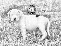 SNOOP DOGUE